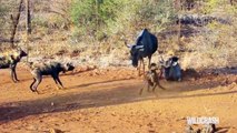 Most Amazing Wild Animal Attacks: Wild Dogs Attack A Lone Beast !!!