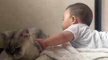 Cat Playing with Baby - Best of Cute Cats Love Babies Compilation - So Funny Part 4