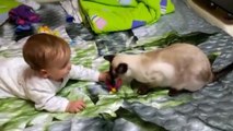 Cat Playing with Baby - Best of Cute Cats Love Babies Compilation - So Funny Part 2