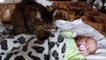 Cat Playing with Baby - Best of Cute Cats Love Babies Compilation - So Funny!