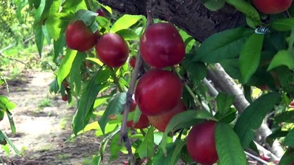 Şeftalide Hasat Başladı, Çiftçi Fiyatlardan Yakındı