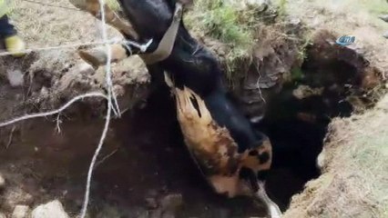 10 metrelik kuyuya düşen ineği itfaiye ekipleri kurtardı