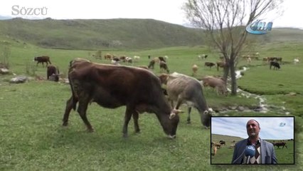 60 bin liraya çoban bulamıyorlar