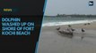 Dolphin washed up on shore of Fort Kochi Beach
