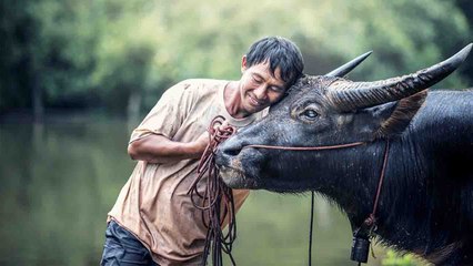 यहाँ मिलतें हैं भैंस चराने के लिए 25 हजार salary, आप भी कर सकते हैं apply | वनइंडिया हिंदी