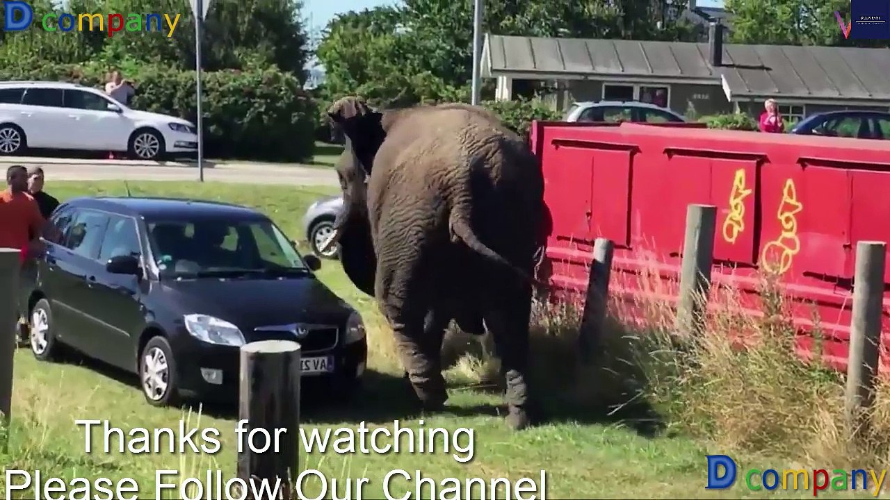 Animals attack people/caught camera