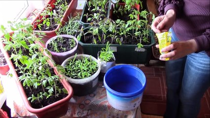 Как выглядит моя рассада в апреле 2018 г.