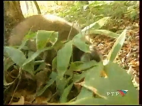 (staroetv.su) Диалоги о животных (РТР, 21.10.2001) Фрагмент