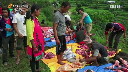 EBS 다큐프라임 - Docuprime_[가축- 사치스러운 음식, 젖과 고기]_#001