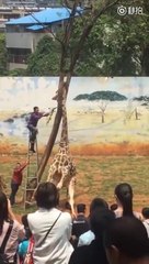 Cette girafe s'est retrouvée le cou coincé dans un arbre