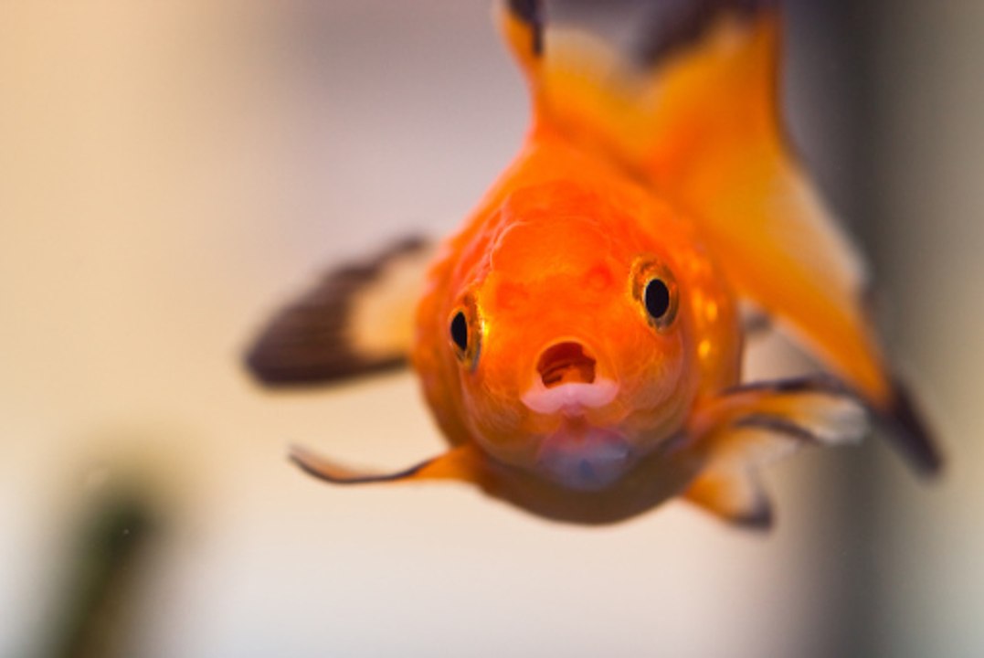 Comment bien nourrir ses poissons ?