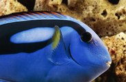 Tout savoir sur le poisson chirurgien bleu