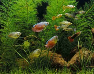 Tout savoir sur les poissons tropicaux