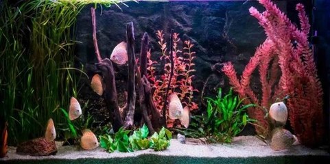 Les différents types d'aquariums