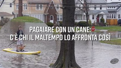 Pagaiare con un cane: incredibile scena in New Jersey