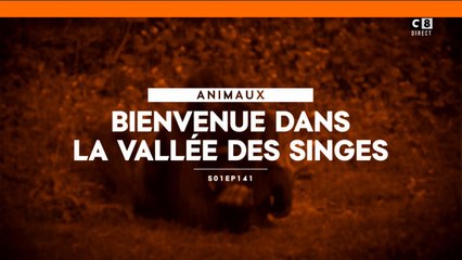 Bienvenue dans la vallée des singes