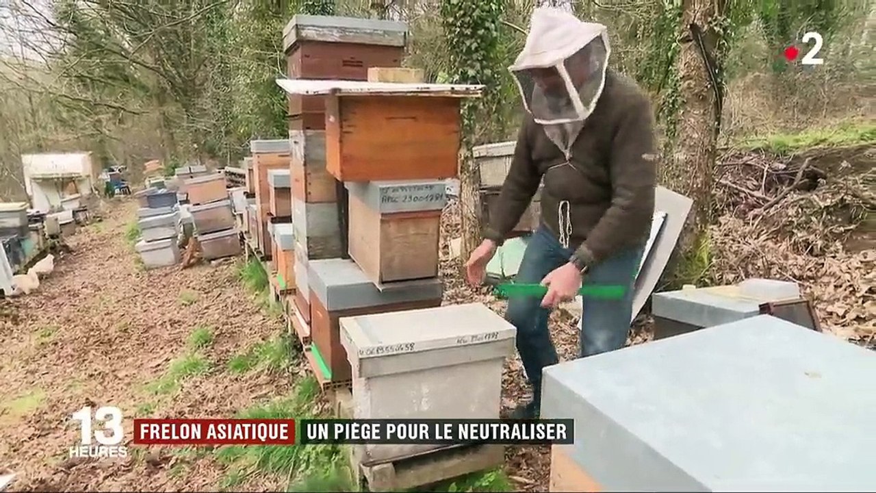 Frelons asiatiques : un piège mis au point pour les neutraliser