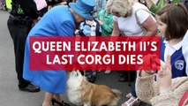 Queen Elizabeth II's last corgi dies