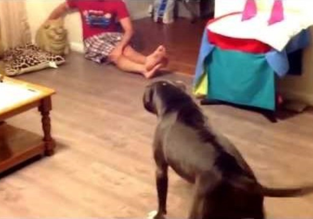 Pit Bull is Freaked Out by 'Evil' Pig Statue