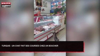 Turquie : Un chat fait ses courses chez un boucher, les images insolites (Vidéo)