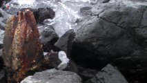 Un león marino muy celoso sacó a unos turistas de su territorio