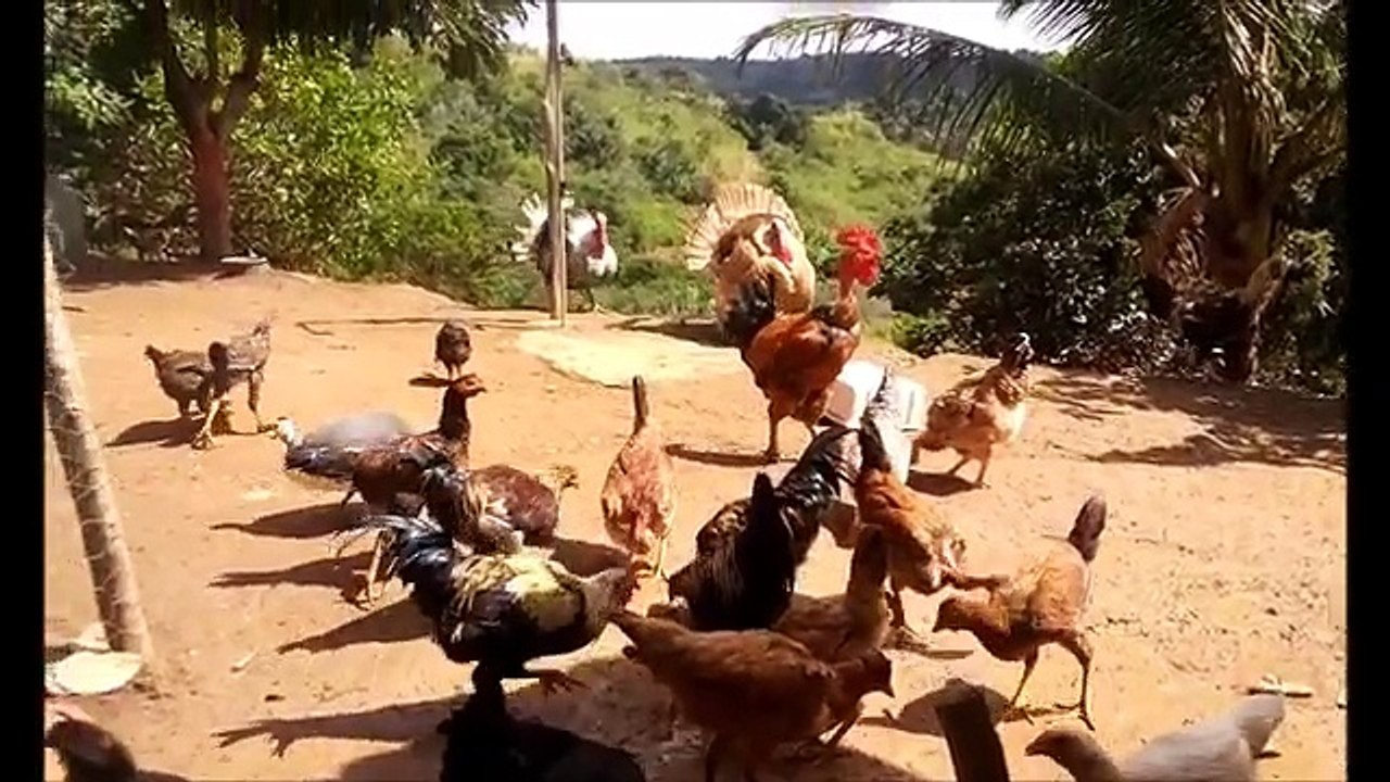Como preparar ração de engorda para Galinhas caipira, indio gigante, frango de corte, perus
