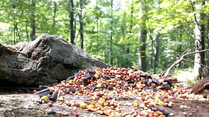 Eastern Chipmunk (Video for dogs and cats to watch.)