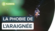 Pourquoi a-t-on peur des araignées ?