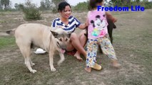 Wow! Lovely amazing girl playing with group of baby cute dog - funny cute dog at home Part