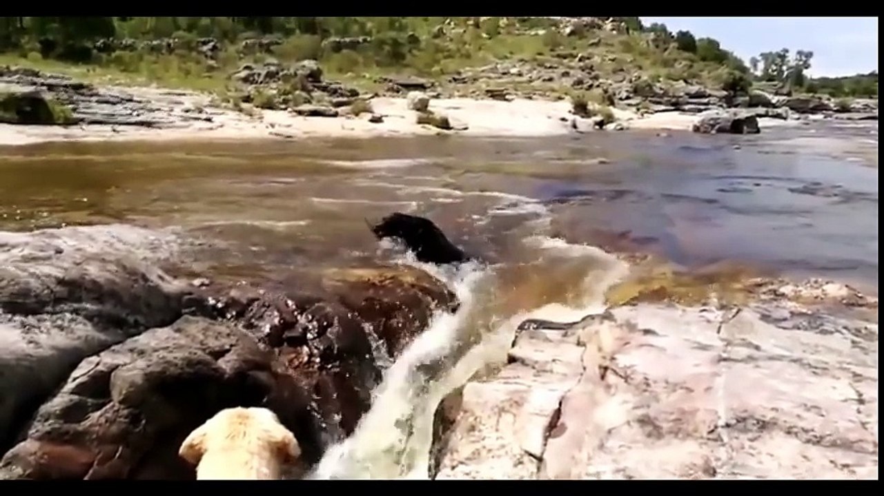 Vidéo: Quand des animaux courageux sauvent la vie d'autres animaux