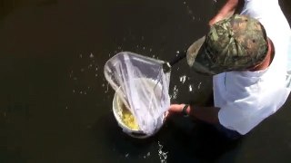 Catching & Using Grass Shrimp For Bait, Al Green