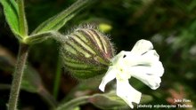 Um Gafanhoto entre Flores e Cores Primaveris da Beira Interior, Covilhã a 19-4-2018