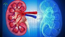 Health for everyone - If Your Kidneys Are In Danger, These Are The 5 Signs You Should Not Ignore - You should know