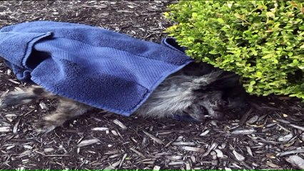 'Friendly' Dog Attacks 6-Year-Old Girl, Kills Pomeranian