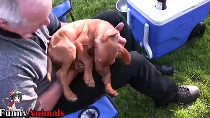 Funny and Cute Vizsla Dog Videos 2017 - Funny Dogs Compilation