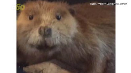 Help! Justin 'Beaver' is Missing!