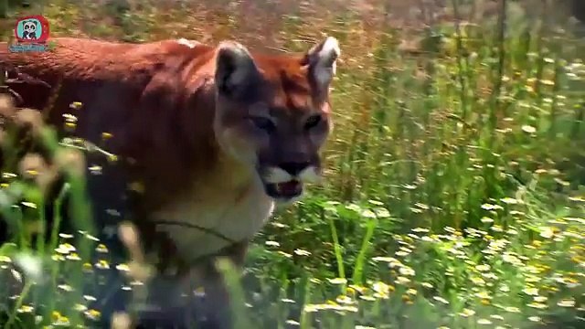 El Sonido de los Animales 2 - Canción Infantil - Aprende los Animales Videos Reales