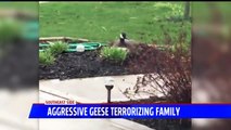 Family Terrorized by Geese Setting Up Nest in Front Yard