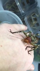 下载视频: Un insecte vraiment bizarre et un peu flippant