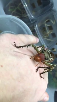 Un insecte vraiment bizarre et un peu flippant