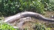 Cet anaconda est immense... Plus grand serpent du monde