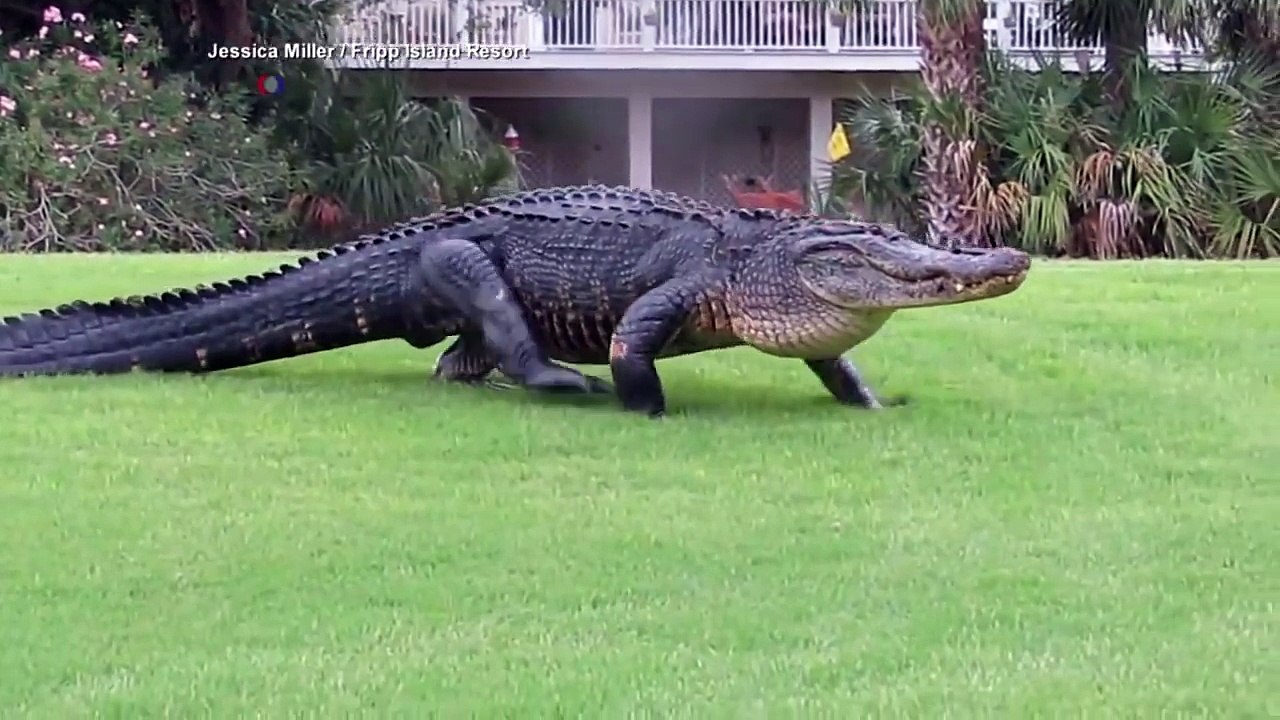 Un alligator géant traverse tout les jours ce cours de golf en floride