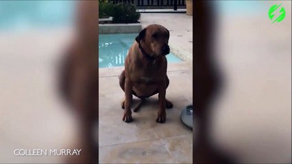 Et non bande de petits tordus, ce n'est que la queue du chien...