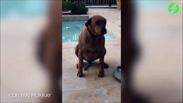 Et non bande de petits tordus, ce n'est que la queue du chien...