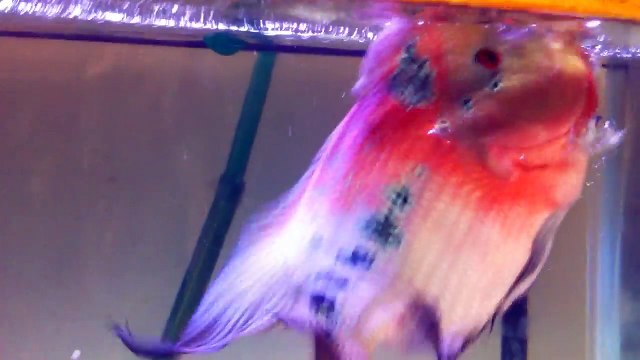 Il veut caresser son poisson mais lui n'a qu'une idée en tête : le mordre