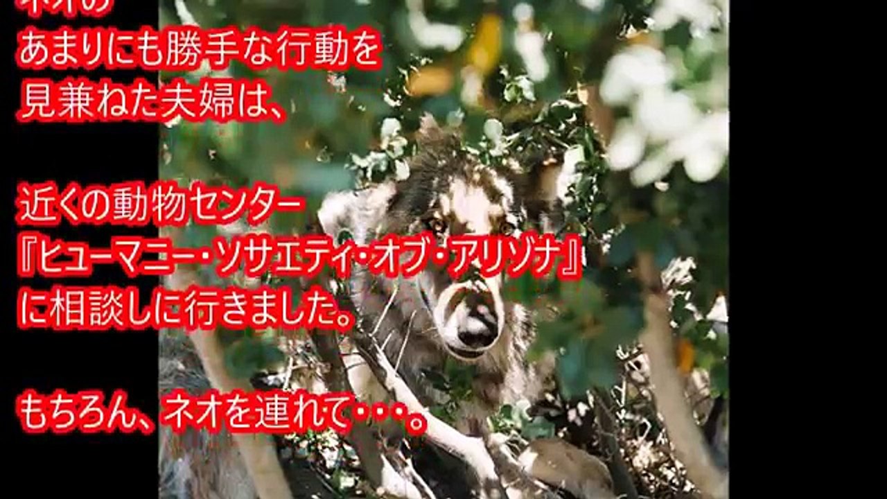 飼っていた愛犬は、実は犬じゃなかった!? 突然夫婦に突き付けられた現実とは・・・