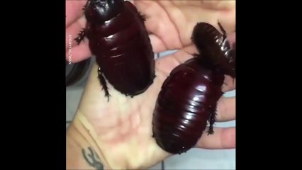 Imaginez que vous trouviez des cafards géants chez vous...