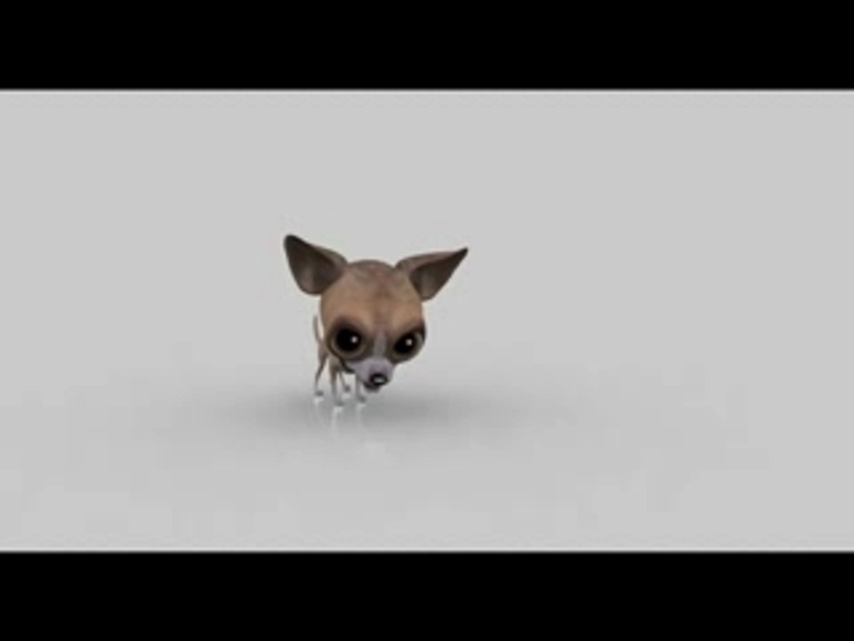 Chihuahua