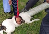 St Louis Firefighters Free Dog from Pipe