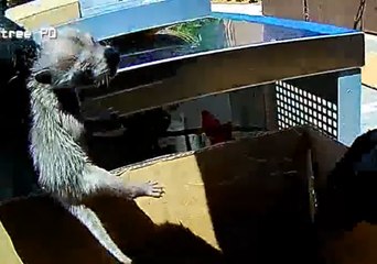 Georgia Police Officer Frees Mother Raccoon, Two Babies From Duct